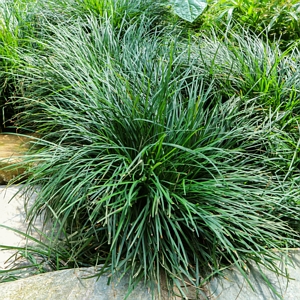 Dwarf Mondo Grass